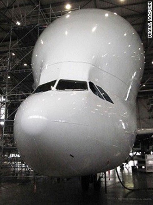 Beluga - 'cá voi bay