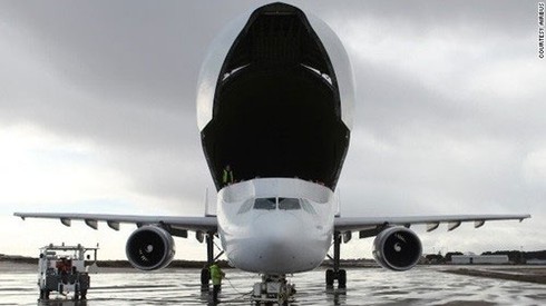 Beluga - 'cá voi bay