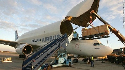 Beluga - 'cá voi bay