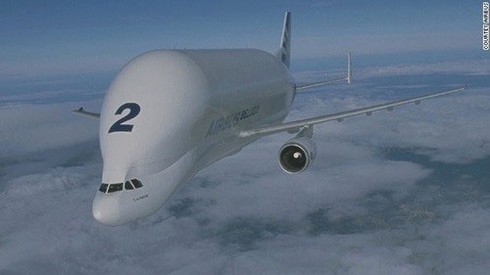 Beluga - 'cá voi bay