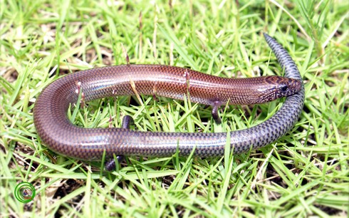 Những sinh vật 'xinh đẹp' khiến con người kinh sợ - ảnh 6