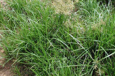 Người tiền sử dùng loại 'kem đánh răng' gì? - ảnh 2
