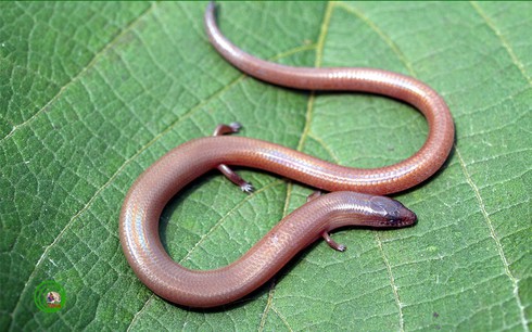 Những sinh vật 'xinh đẹp' khiến con người kinh sợ - ảnh 5