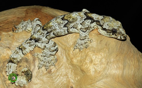 Những sinh vật 'xinh đẹp' khiến con người kinh sợ - ảnh 1