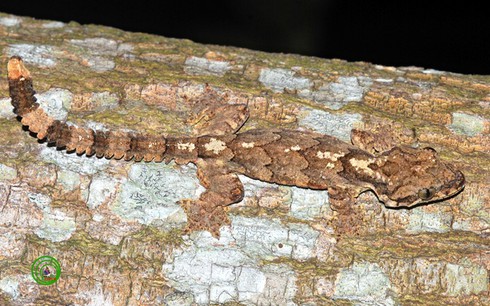 Những sinh vật 'xinh đẹp' khiến con người kinh sợ - ảnh 2