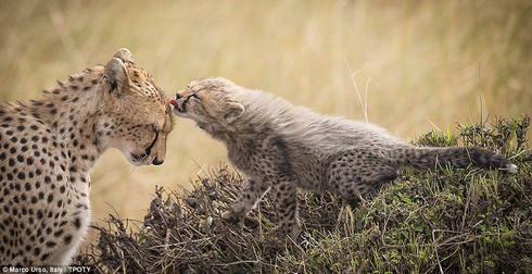 Xúc động với các bức ảnh Travel Photographer of the Year - ảnh 7