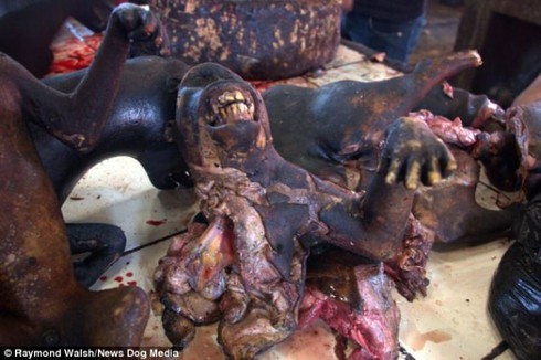 Hình ảnh gây shock ở 'chợ thực phẩm kinh dị nhất thế giới' - ảnh 15