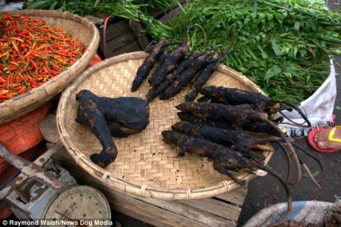 Hình ảnh gây shock ở 'chợ thực phẩm kinh dị nhất thế giới' - ảnh 19