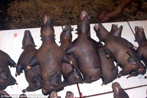 Hình ảnh gây shock ở 'chợ thực phẩm kinh dị nhất thế giới' - ảnh 20