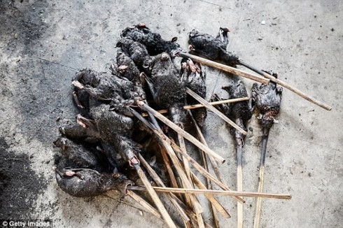 Hình ảnh gây shock ở 'chợ thực phẩm kinh dị nhất thế giới' - ảnh 4