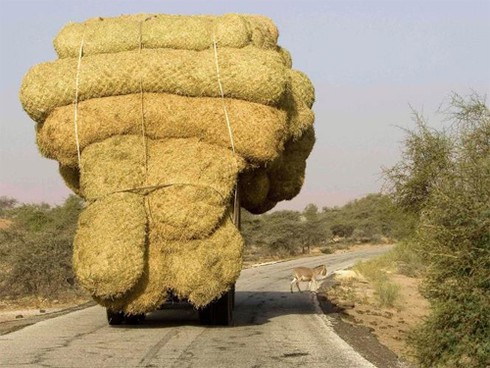 Những hình ảnh xe chở hàng quá tải trên thế giới - ảnh 9