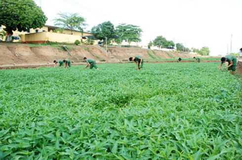 Trồng rau trên đá, nuôi cá trên đồi ở Trung đoàn 31 - ảnh 1