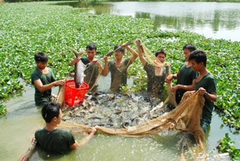 Trồng rau trên đá, nuôi cá trên đồi ở Trung đoàn 31 - ảnh 2