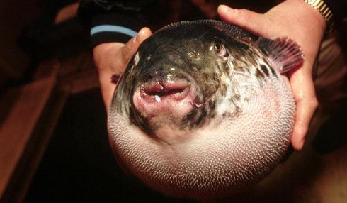 7 món ăn 'siêu kinh dị' nhất hành tinh - ảnh 11