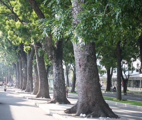 Hình ảnh hàng cây cổ thụ tuyệt đẹp ở Sài Gòn sắp bị 'xóa sổ' - ảnh 10