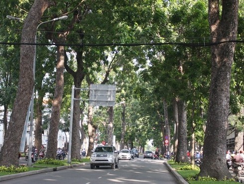 Hình ảnh hàng cây cổ thụ tuyệt đẹp ở Sài Gòn sắp bị 'xóa sổ' - ảnh 15