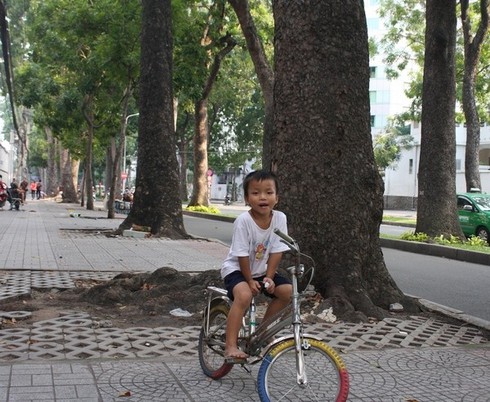 Hình ảnh hàng cây cổ thụ tuyệt đẹp ở Sài Gòn sắp bị 'xóa sổ' - ảnh 6