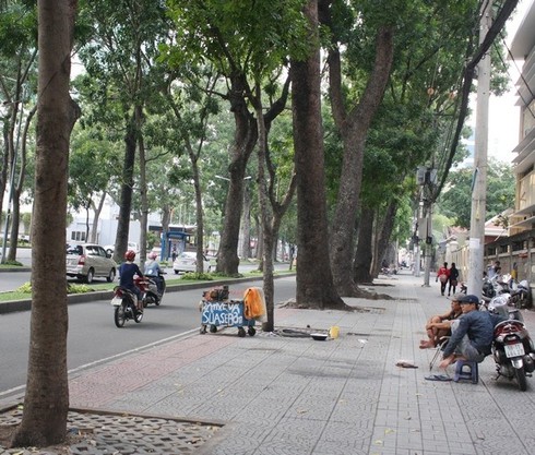 Hình ảnh hàng cây cổ thụ tuyệt đẹp ở Sài Gòn sắp bị 'xóa sổ' - ảnh 9