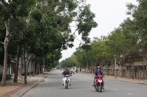 Hình ảnh hàng cây cổ thụ tuyệt đẹp ở Sài Gòn sắp bị 'xóa sổ' - ảnh 13