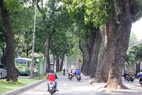 Hình ảnh hàng cây cổ thụ tuyệt đẹp ở Sài Gòn sắp bị 'xóa sổ' - ảnh 17