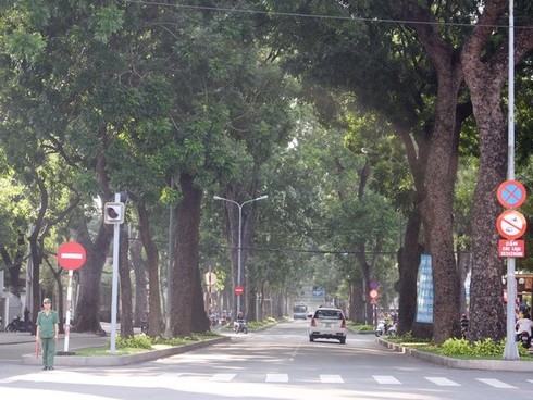 Hình ảnh hàng cây cổ thụ tuyệt đẹp ở Sài Gòn sắp bị 'xóa sổ' - ảnh 16