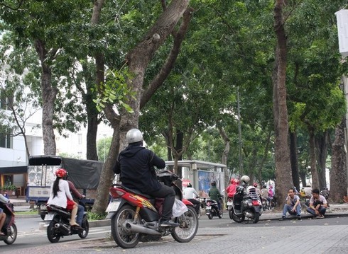 Hình ảnh hàng cây cổ thụ tuyệt đẹp ở Sài Gòn sắp bị 'xóa sổ' - ảnh 7