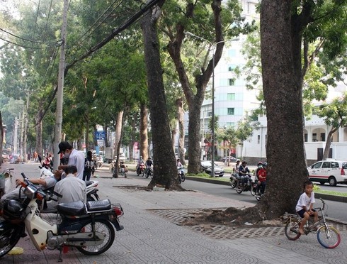 Hình ảnh hàng cây cổ thụ tuyệt đẹp ở Sài Gòn sắp bị 'xóa sổ' - ảnh 5