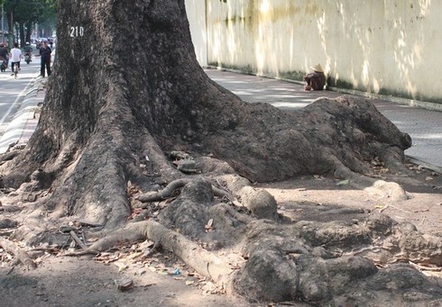 Hình ảnh hàng cây cổ thụ tuyệt đẹp ở Sài Gòn sắp bị 'xóa sổ' - ảnh 12