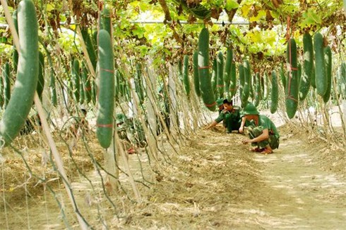 'Bí mật' trong giàn bí xanh Fuji 868 ở Quân khu 2 - ảnh 1
