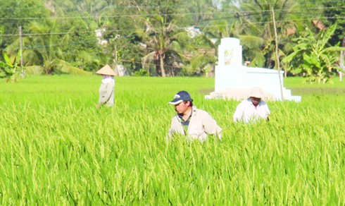 Vụ người Trung Quốc thuê đất trồng lúa: Nhiều bất thường - ảnh 1