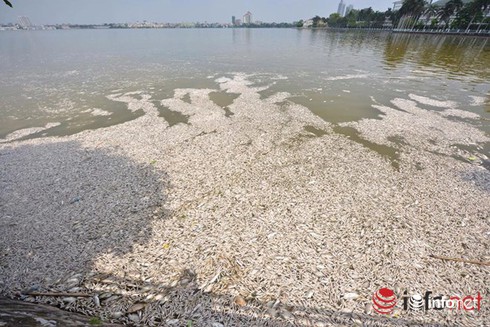 Thủ tướng yêu cầu sớm làm rõ nguyên nhân cá chết bất thường ở Hồ Tây - ảnh 1