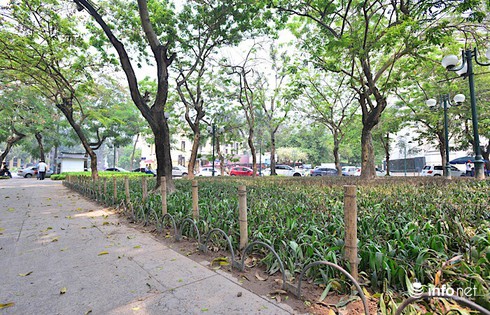 Hà Nội: Bãi chông bẫy chó ở vườn hoa Phan Chu Trinh đã được nhổ bỏ - ảnh 2
