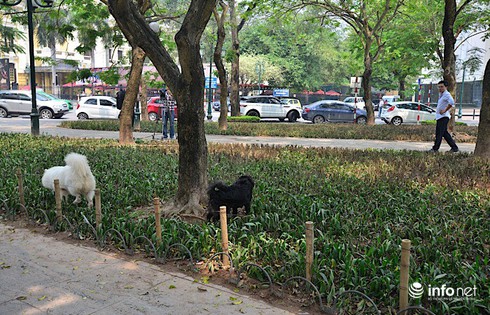 Hà Nội: Bãi chông bẫy chó ở vườn hoa Phan Chu Trinh đã được nhổ bỏ - ảnh 9