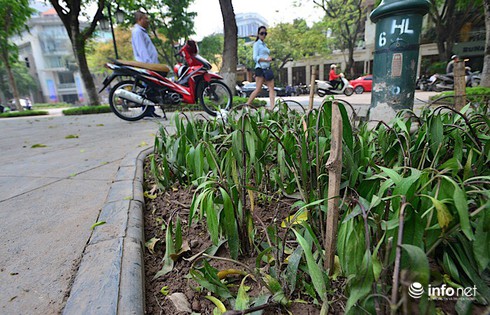 Hà Nội: Bãi chông bẫy chó ở vườn hoa Phan Chu Trinh đã được nhổ bỏ - ảnh 5