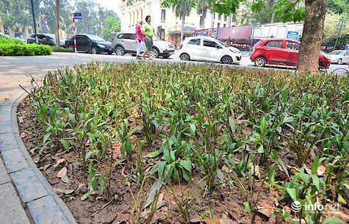 Hà Nội: Bãi chông bẫy chó ở vườn hoa Phan Chu Trinh đã được nhổ bỏ - ảnh 3