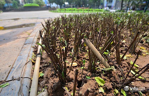 Hà Nội: Bãi chông bẫy chó ở vườn hoa Phan Chu Trinh đã được nhổ bỏ - ảnh 6