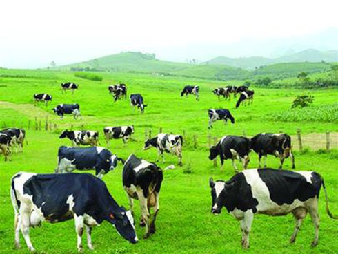 Nhãn mác sữa lập lờ, người tiêu dùng thiệt hại - ảnh 1