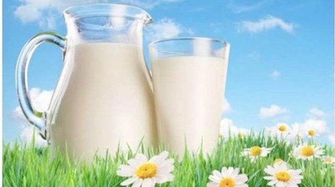 Nghịch lý sữa tươi: Vì sao vừa thiếu vừa thừa? - ảnh 1
