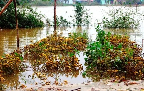 Thừa Thiên – Huế: Hậu mưa lũ, người trồng hoa Tết khóc ròng - ảnh 1