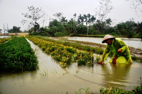 Thừa Thiên – Huế: Hậu mưa lũ, người trồng hoa Tết khóc ròng - ảnh 5