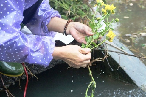 Thừa Thiên – Huế: Hậu mưa lũ, người trồng hoa Tết khóc ròng - ảnh 6
