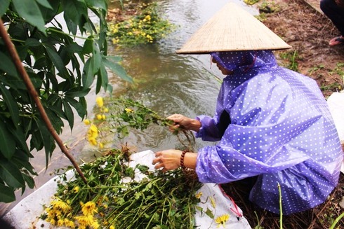 Thừa Thiên – Huế: Hậu mưa lũ, người trồng hoa Tết khóc ròng - ảnh 7
