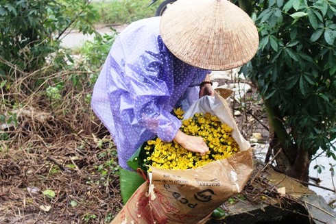 Thừa Thiên – Huế: Hậu mưa lũ, người trồng hoa Tết khóc ròng - ảnh 8