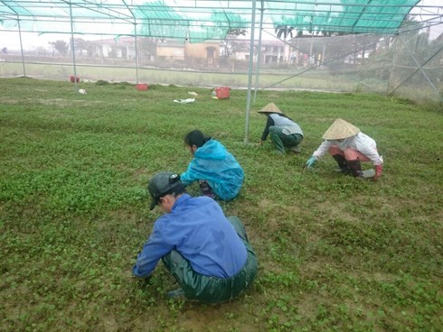 Huế: Lũ rút, giá rau xanh tăng đột biến - ảnh 1