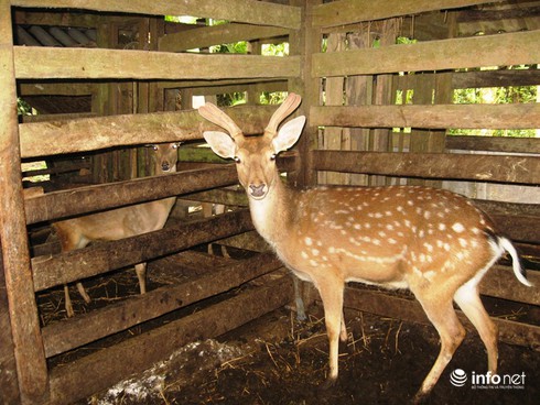 Lộc trong nhà ở ngay trên đầu con hươu! - ảnh 1