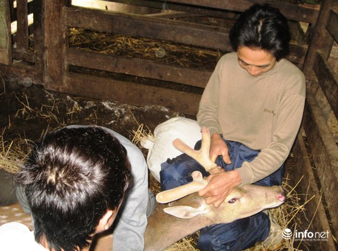 Lộc trong nhà ở ngay trên đầu con hươu! - ảnh 2