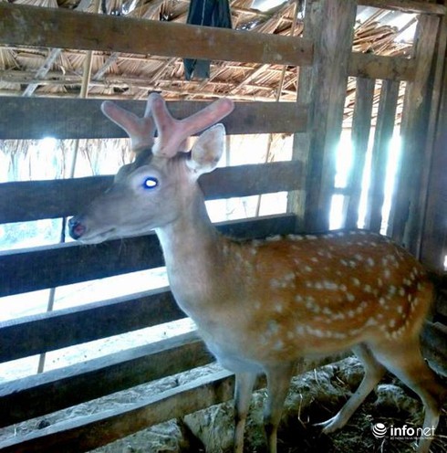 Lộc trong nhà ở ngay trên đầu con hươu! - ảnh 3