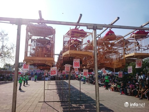 Chào mào giá 140 triệu vượt 500 chú chim đạt giải nhất Cúp vàng cố đô - ảnh 3