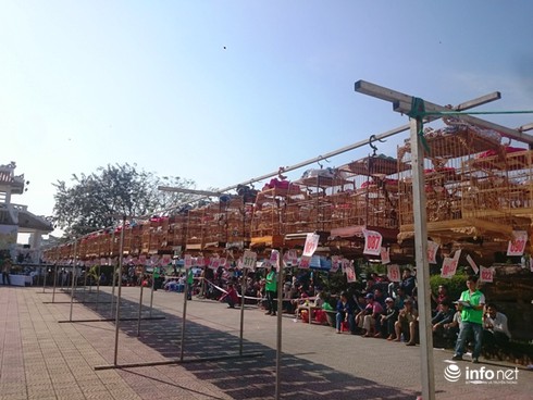 Chào mào giá 140 triệu vượt 500 chú chim đạt giải nhất Cúp vàng cố đô - ảnh 4