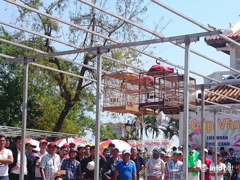 Chào mào giá 140 triệu vượt 500 chú chim đạt giải nhất Cúp vàng cố đô - ảnh 10